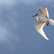 Illustration for article titled Seagull With Diarrhea Barely Makes It To Crowded Beach In Time